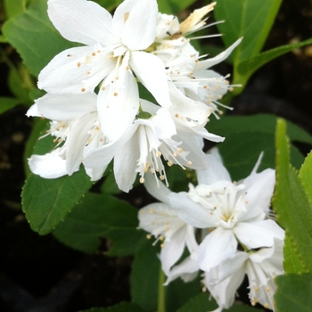 Deutzia gracilis '' (085654)