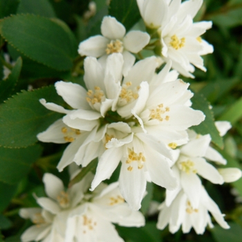 Deutzia gracilis 'Nikko' (085655)