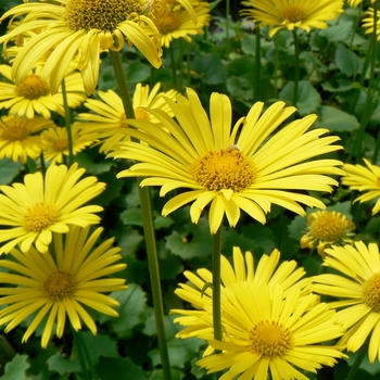 Doronicum 'Little Leo' (085805)