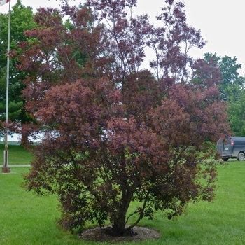 Cotinus coggygria 'Royal Purple' (085806)