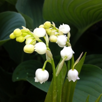 Convallaria majalis 'Albostriata' (085816)