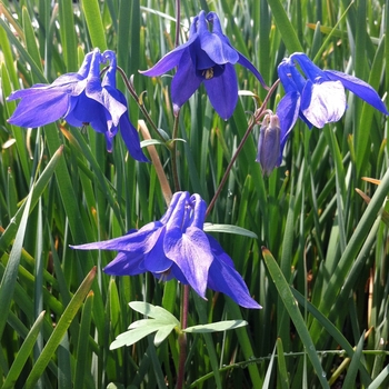 Aquilegia alpina '' (085817)