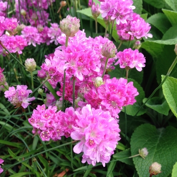 Armeria pseudarmeria Ballerina 'Lilac' (085840)