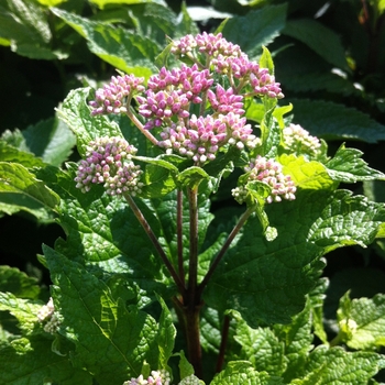 Eupatorium dubium 'Little Joe' (085868)