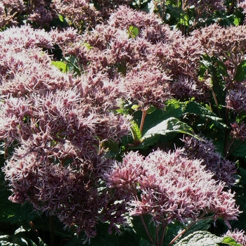 Eupatorium dubium 'Little Joe' (085869)