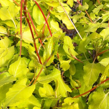 Fallopia baldschuanica 'Summer Sunshine' (085909)