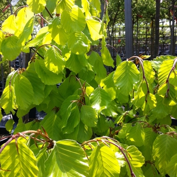 Fagus sylvatica 'Zlatia' (085910)