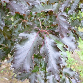 Fagus sylvatica 'Rohanii' (085911)