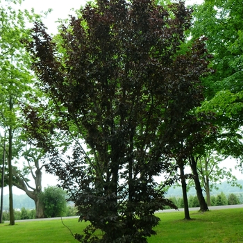 Fagus sylvatica 'Rohanii' (085912)