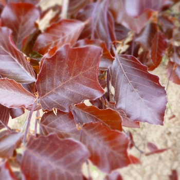 Fagus sylvatica 'Riversii' (085913)