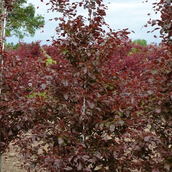 Fagus sylvatica 'Riversii' (085914)