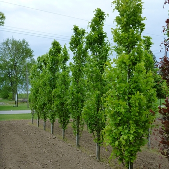 Fagus sylvatica 'Dawyck Green' (085918)