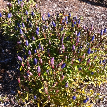 Gentiana 'True Blue' (085940)