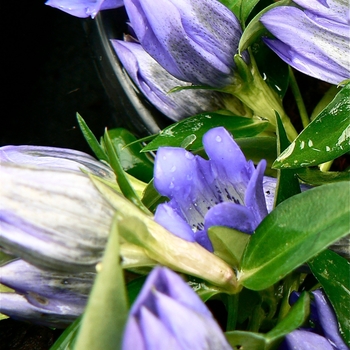 Gentiana 'True Blue' (085941)