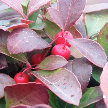 Gaultheria procumbens '' (085942)