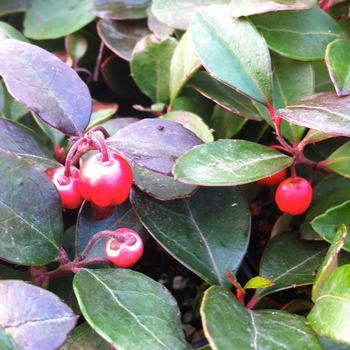 Gaultheria procumbens '' (085943)