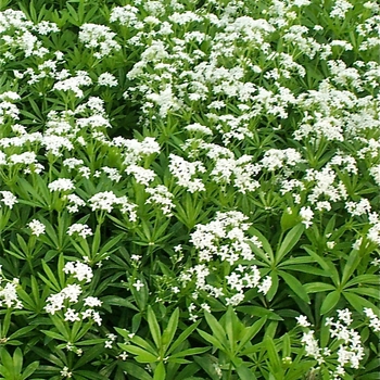 Galium odoratum '' (085945)