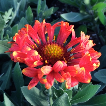 Gaillardia Realflor® 'Fanfare Blaze' (085949)