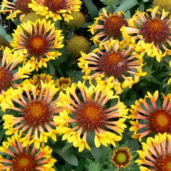 Gaillardia Realflor® 'Fanfare' (085950)