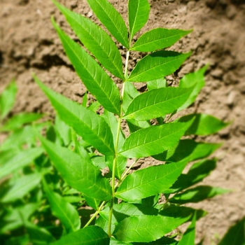 Fraxinus pennsylvanica 'Marshall' (085953)