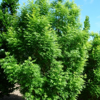 Fraxinus pennsylvanica 'Marshall' (085954)