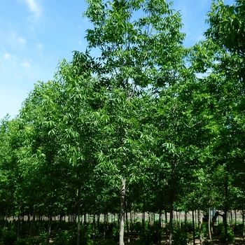 Fraxinus nigra '' (085957)