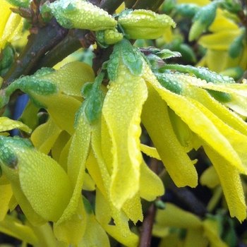 Forsythia x intermedia 'Lynwood' (085966)