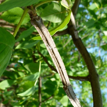 Fraxinus quadrangulata '' (085972)