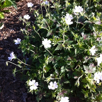 Geranium x oxonianum 'Katherine Adele' (086092)