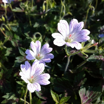 Geranium x oxonianum 'Katherine Adele' (086093)