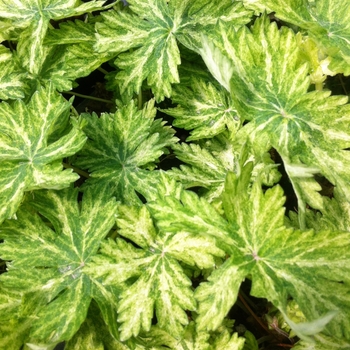 Geranium phaeum 'Margaret Wilson' (086097)