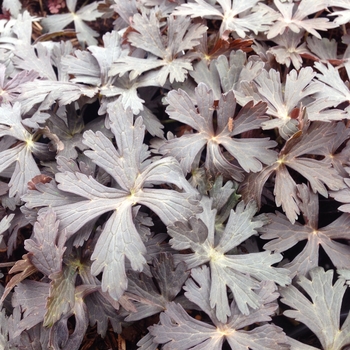 Geranium maculatum 'Elizabeth Ann' (086099)