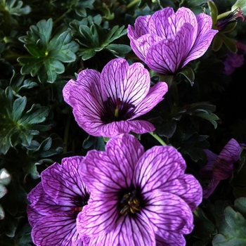 Geranium cinereum 'Ballerina' (086101)