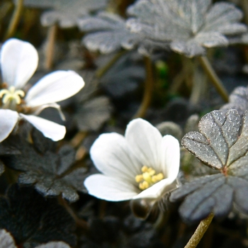 Geranium sessiliflorum 'Nigricans' (086140)