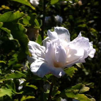 Hibiscus syriacus 'Jeanne de Arc' (086581)