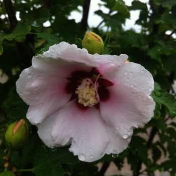 Hibiscus syriacus 'Blushing Bride' (086586)