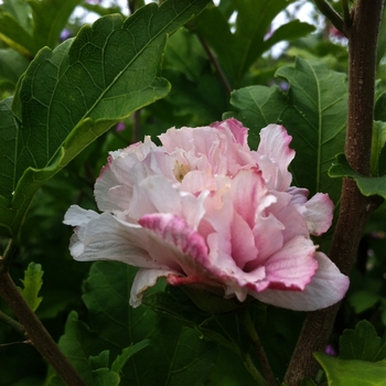 Hibiscus syriacus 'Blushing Bride' (086587)