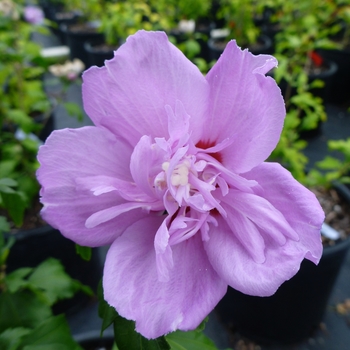 Hibiscus syriacus 'Ardens' (086588)