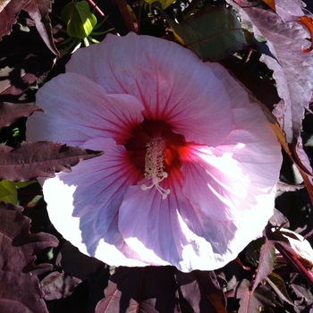 Hibiscus Summerific® 'Summer Storm' (086594)