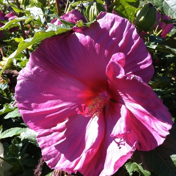 Hibiscus 'Fantasia' (086600)