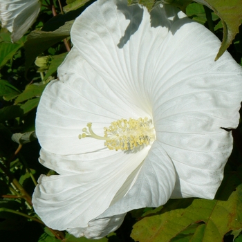 Hibiscus 'Blue River II' (086601)