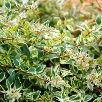 Abelia x grandiflora 'Lemon Zest™' (086652)