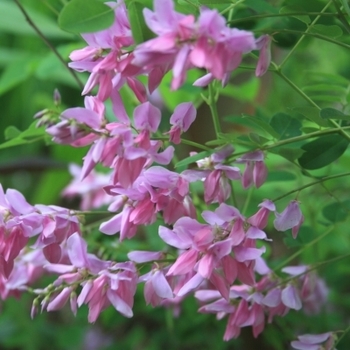 Indigofera kirilowii