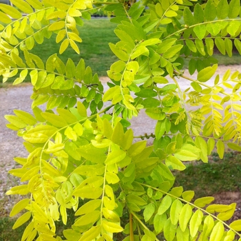 Gleditsia triacanthos var. inermis 'Sunburst®' (086755)