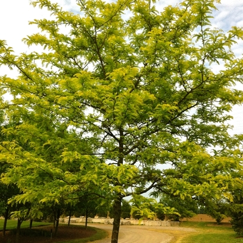 Gleditsia triacanthos var. inermis 'Sunburst®' (086756)