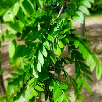 Gleditsia triacanthos var. inermis 'Skyline®' (086757)