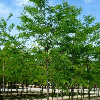 Gleditsia triacanthos var. inermis 'Imperial®' (086759)