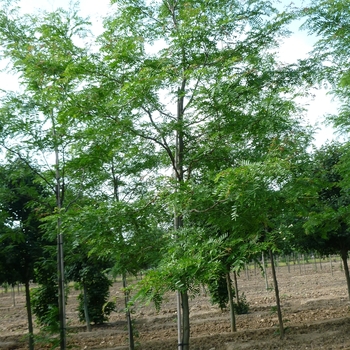 Gleditsia triacanthos var. inermis 'Halka™' (086762)