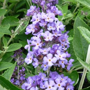 Buddleia Flutterby Petite® 'Blue Heaven' (086800)