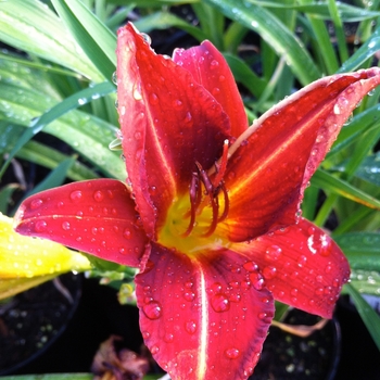 Hemerocallis 'Anzac' (087050)